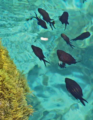 Комино - рибки