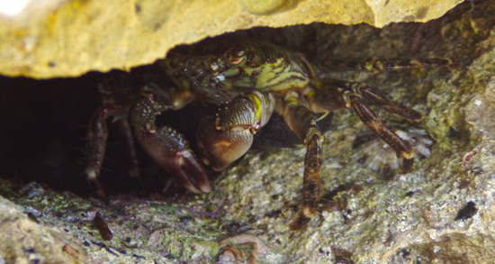 Комино - Рак